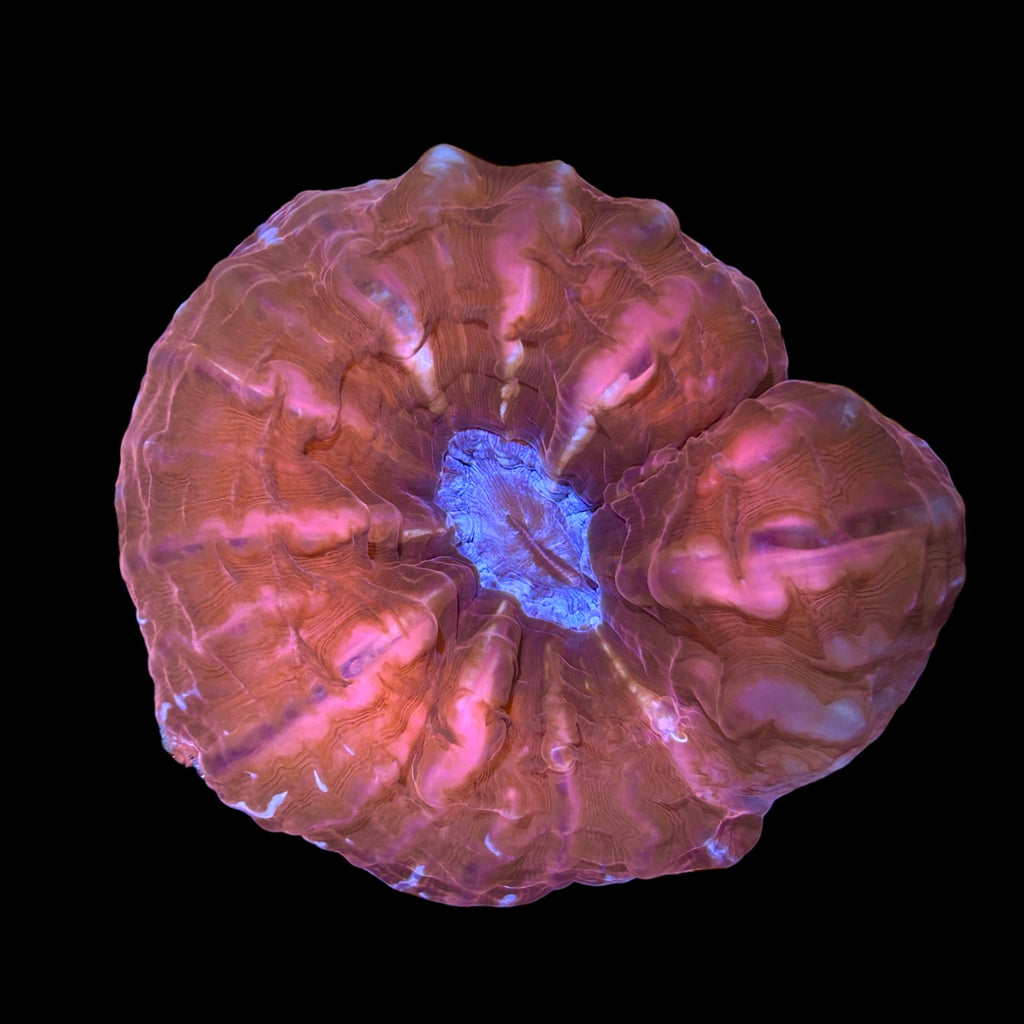 WYSIWYG-Bright Red Cynarina Coral