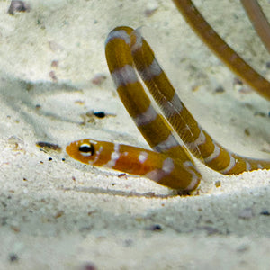 Aquarium Conditioned-Orange Striped Garden Eel