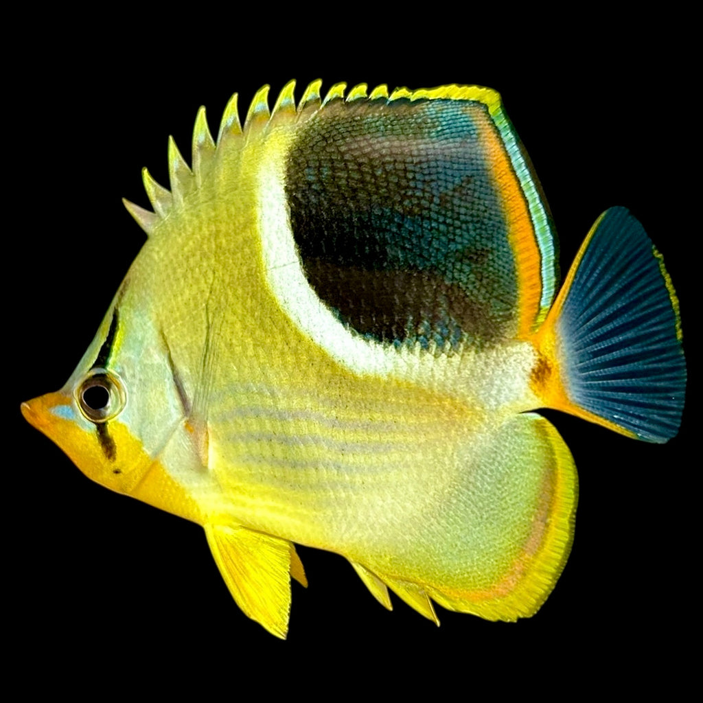 Aquarium Conditioned-Saddleback Butterflyfish