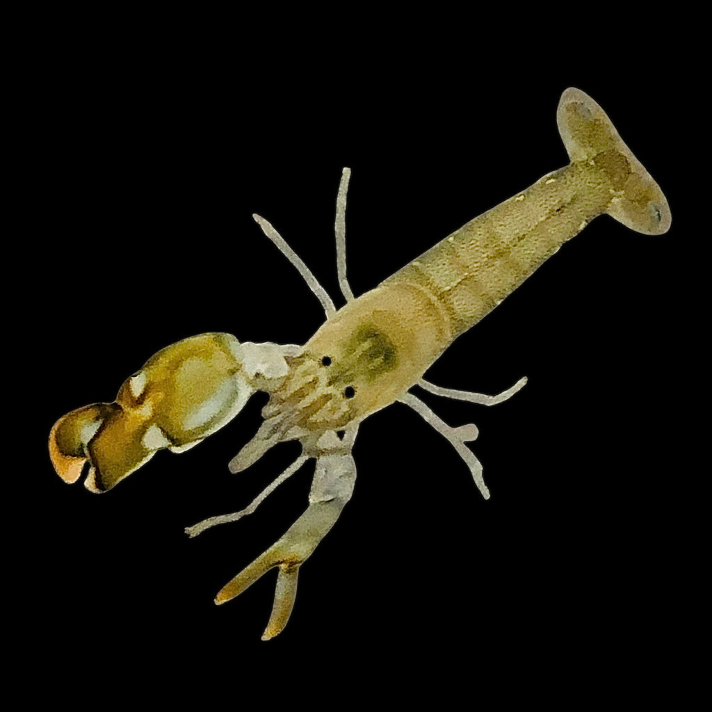 Pacific Pistol Shrimp Mated Pair (Pairs with Watchman Gobies)