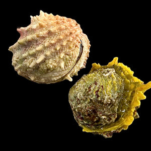 Special-Caribbean Oyster (Small Size)
