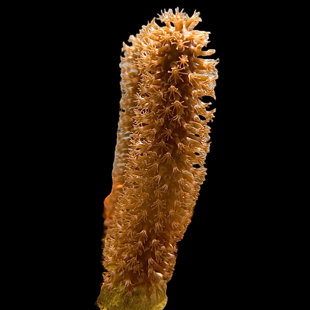 True Thick Giant Slit Pore Gorgonian-Photosynthetic