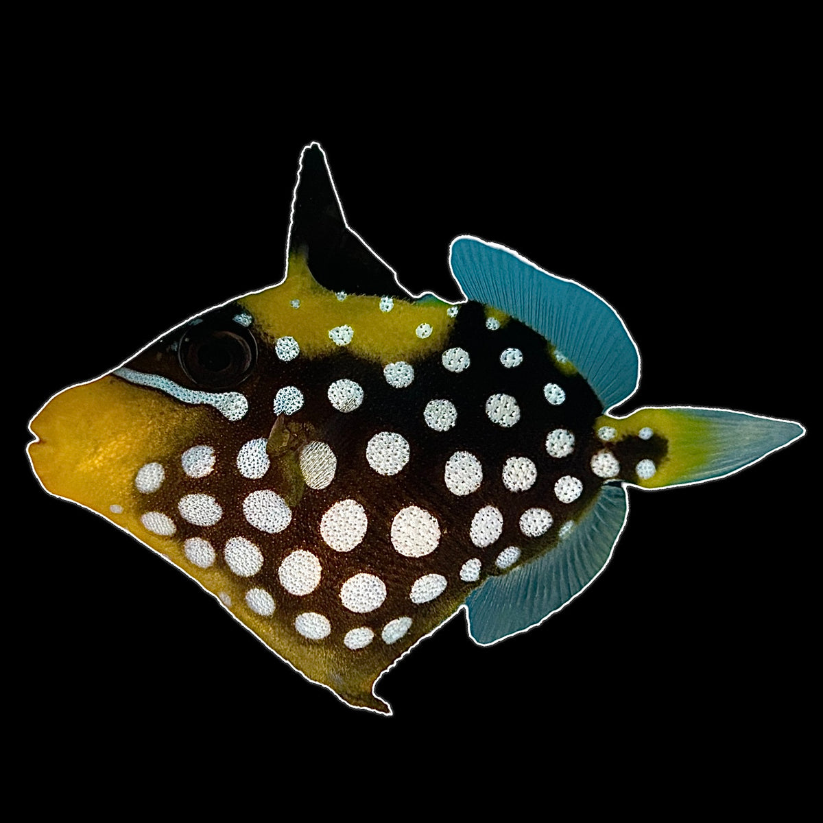 Aquarium Conditioned Juv. Clown Triggerfish Alyssa's Seahorse Savvy