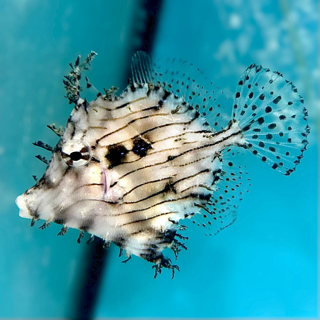 Aquarium Conditioned-Tassled Filefish