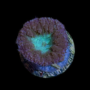 WYSIWYG Purple Blastomussa wellsi Aquacultured Frag