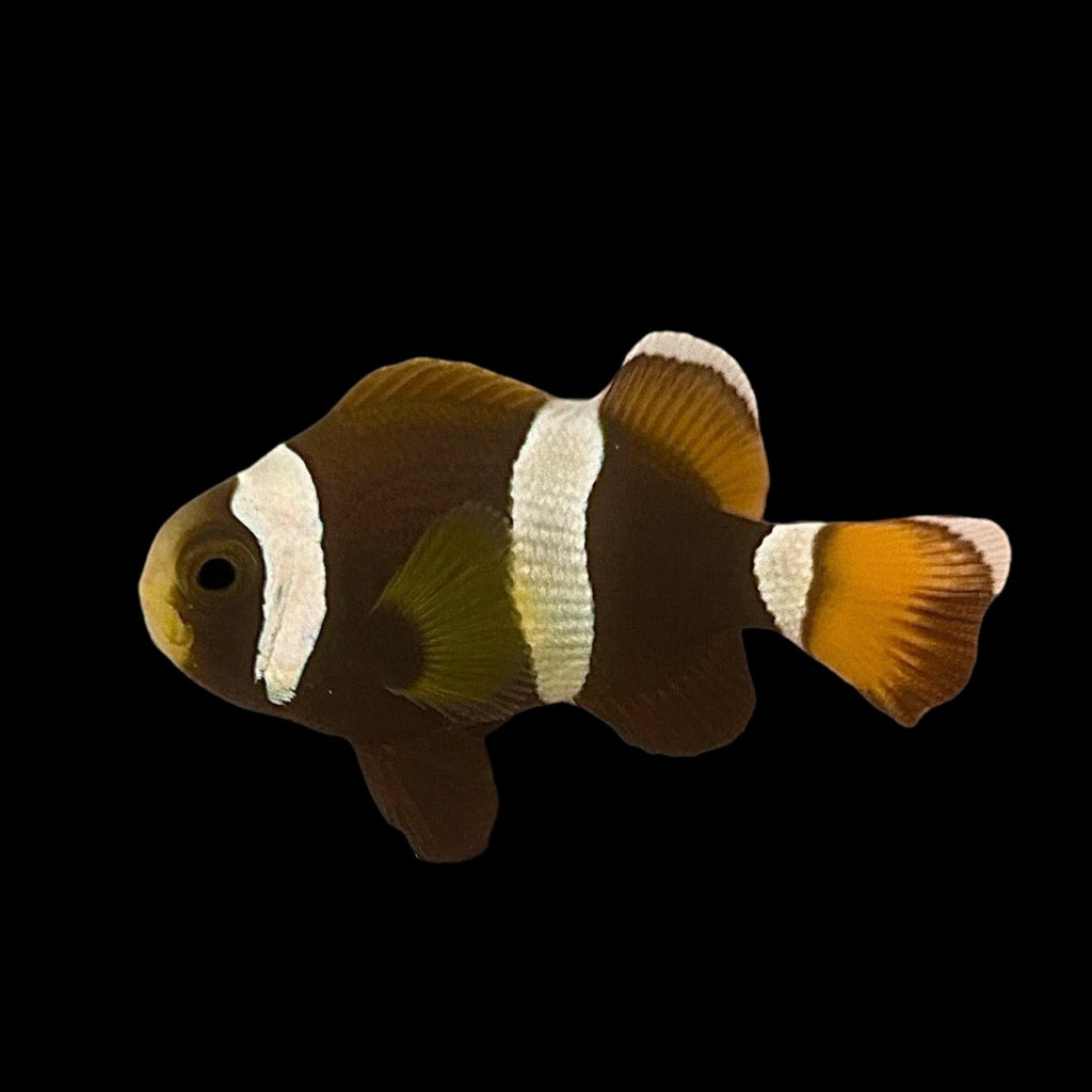 Captive Bred-Australian Wideband Latezonatus Clownfish