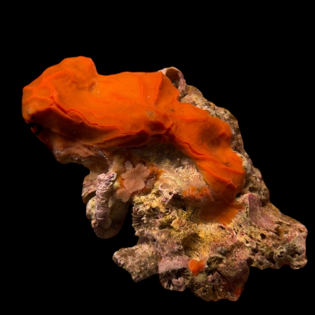 WYSIWYG Red Encrusting Sponge (Small Size)