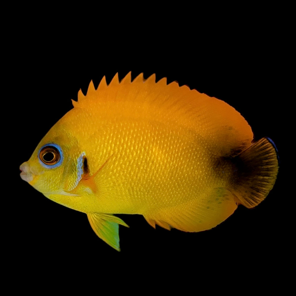 Aquarium Conditioned-Hybrid Lemonpeel Angelfish