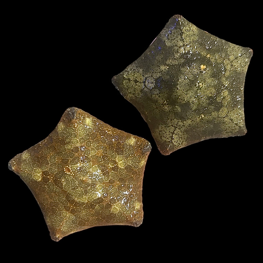 Biscuit Starfish