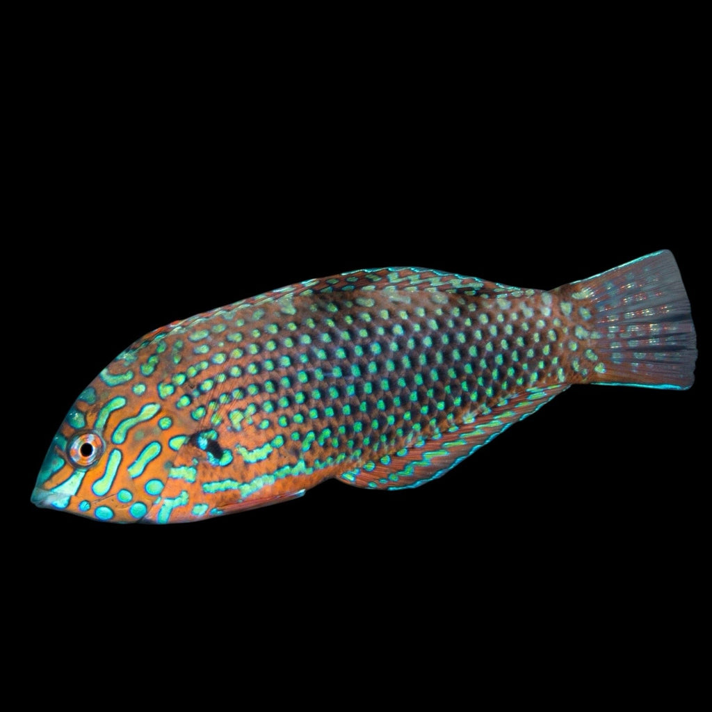 Aquarium Conditioned-Ornate Leopard Wrasse (Very Nice)