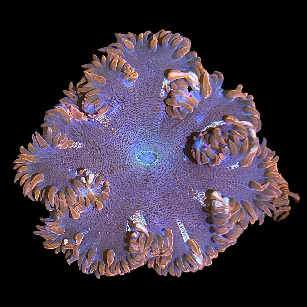 WYSIWYG Red and Green Rock Flower Anemone