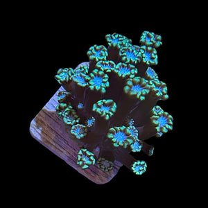 WYSIWYG Green Alveopora-Frag