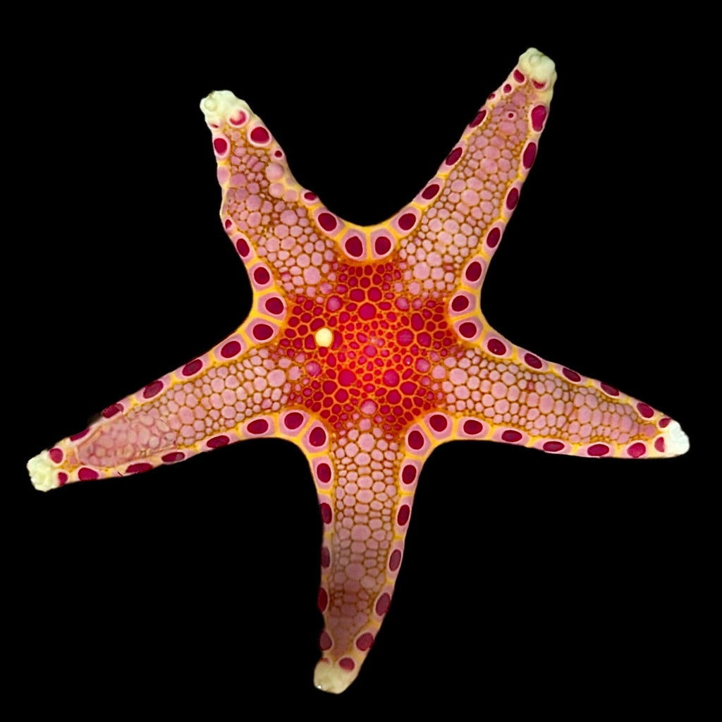 Bubble Mosaic Fromia Starfish