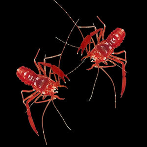 Crimson Lima Shrimp-Mated Pair (Nano Species)