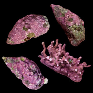 Coralline Covered Cerith Snail-Eat Algae and Detritous (Popular)