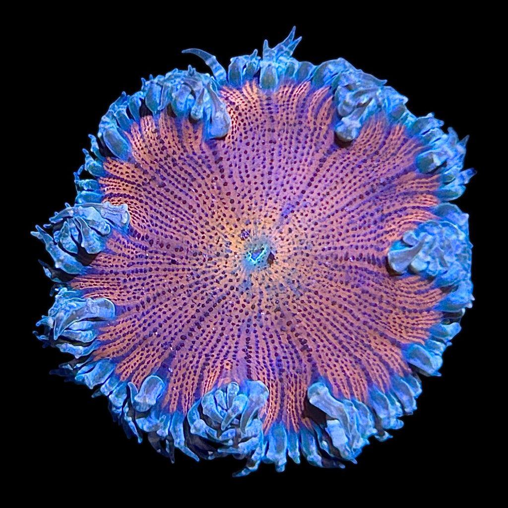 WYSIWYG Orange Center Rock Flower Anemone