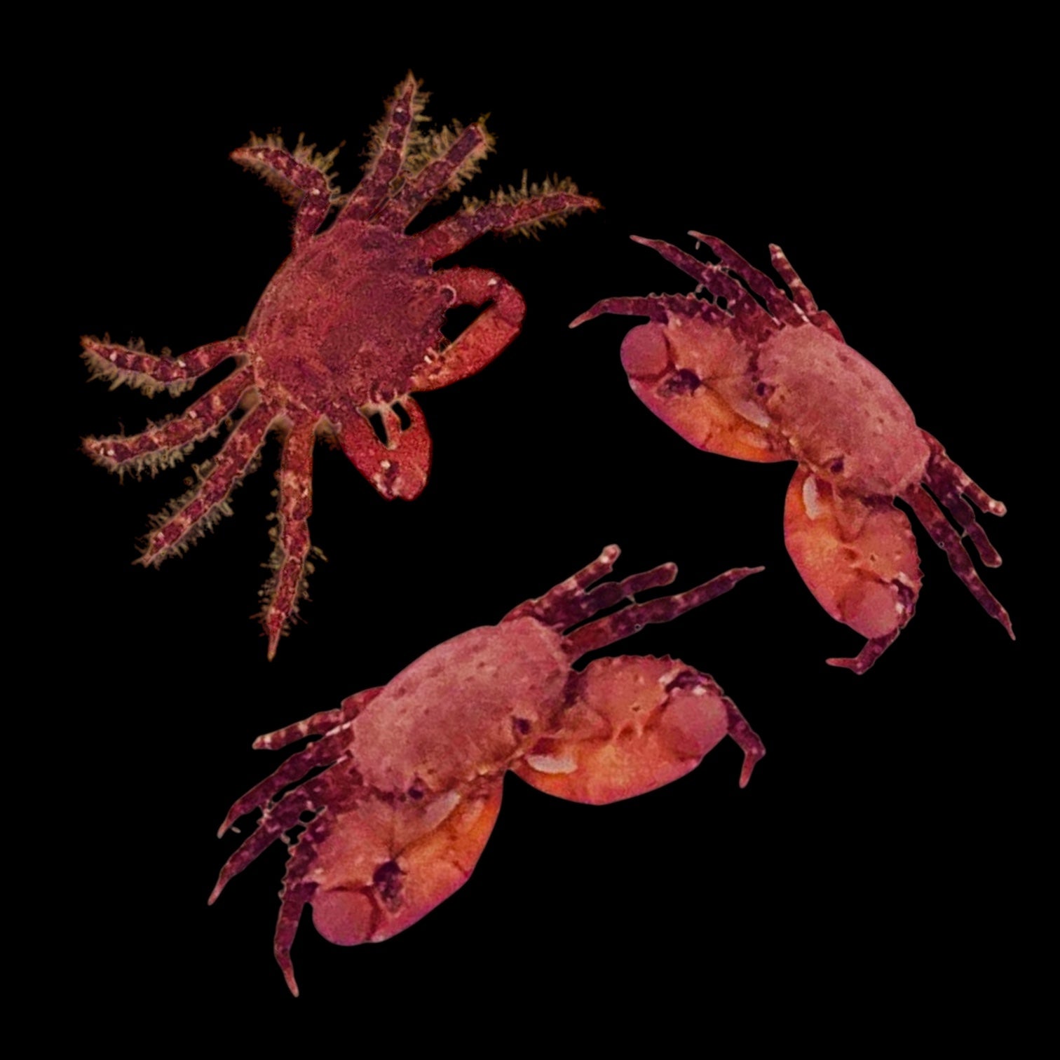 Ruby Red Crab (Popular) – Alyssa's Seahorse Savvy
