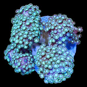 WYSIWYG Branching Green Alveopora Coral Colony