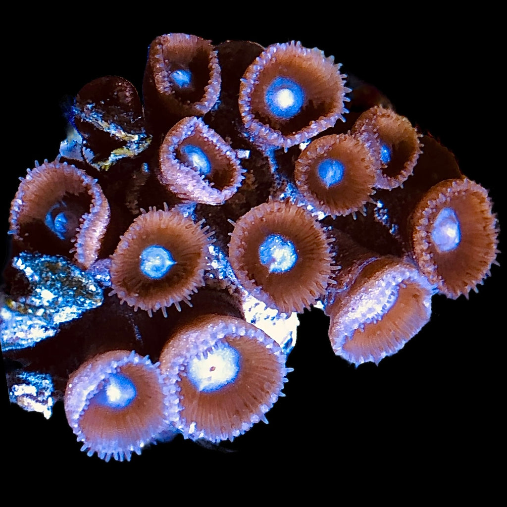 Caribbean Cinnamon Polyp Cluster
