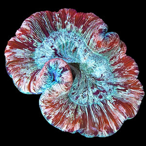 WYSIWYG-Rainbow Trachyphyllia