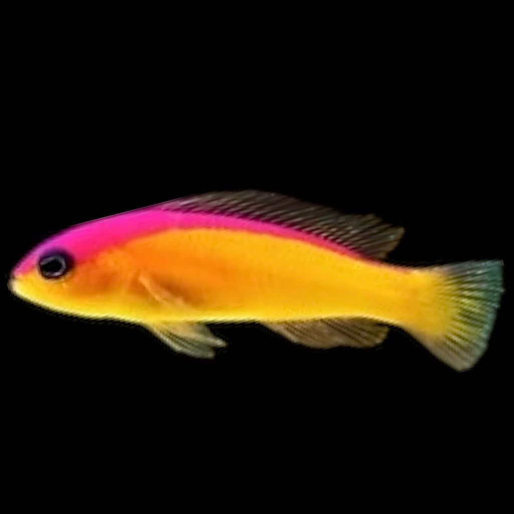 Aquarium Conditioned-Purple Stripe Dottyback