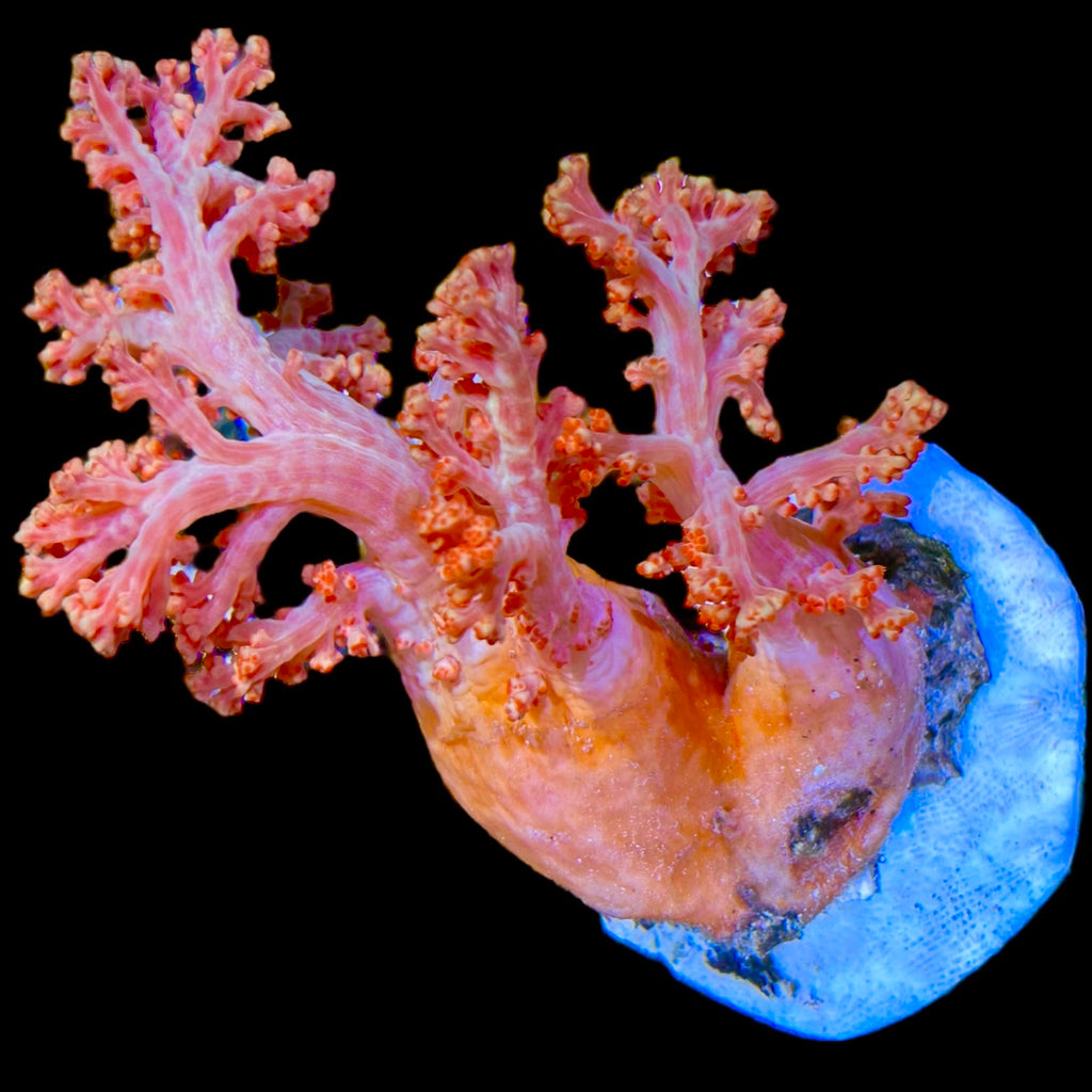 WYSIWYG Bright Orange Carnation Dendronephthya Coral Colony (Non Photosynthetic)