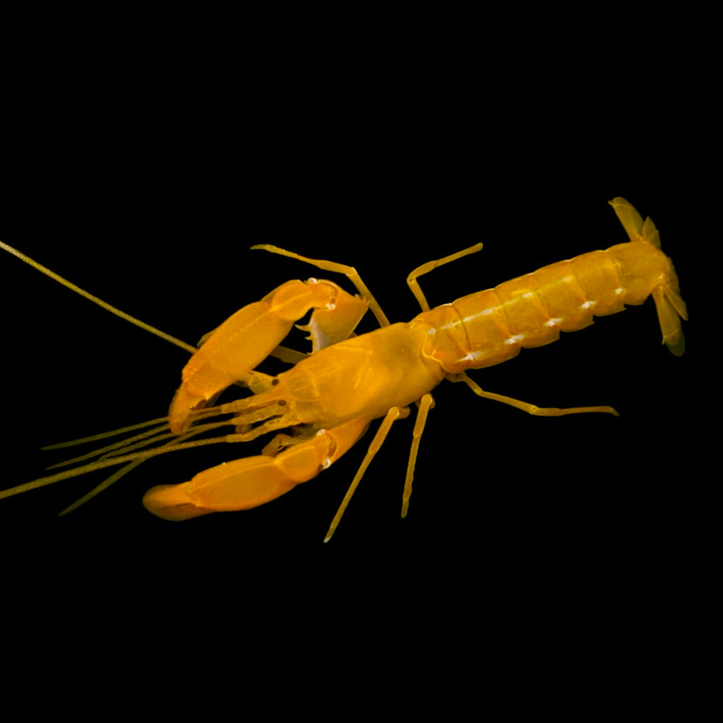 Bali Yellow Pistol Shrimp-Great Sand Sifters