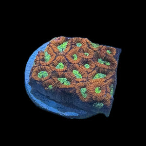 WYSIWYG Favia Coral Frag