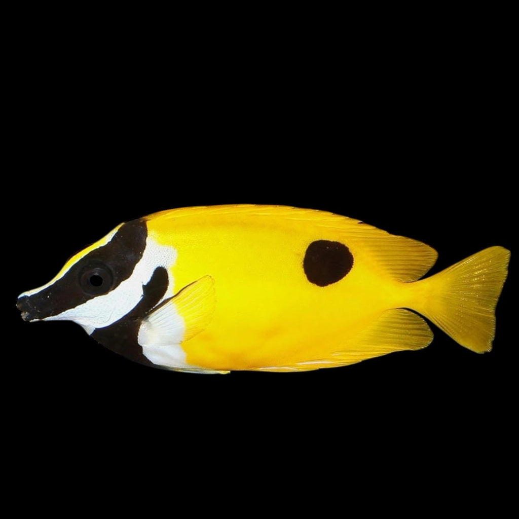 Aquarium Conditioned-Black Spot Foxface Rabbitfish