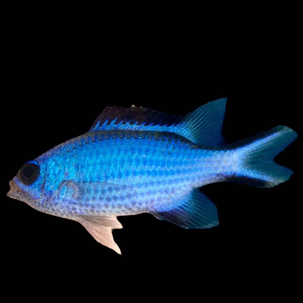 Aquarium Conditioned-Blue Reef Chromis