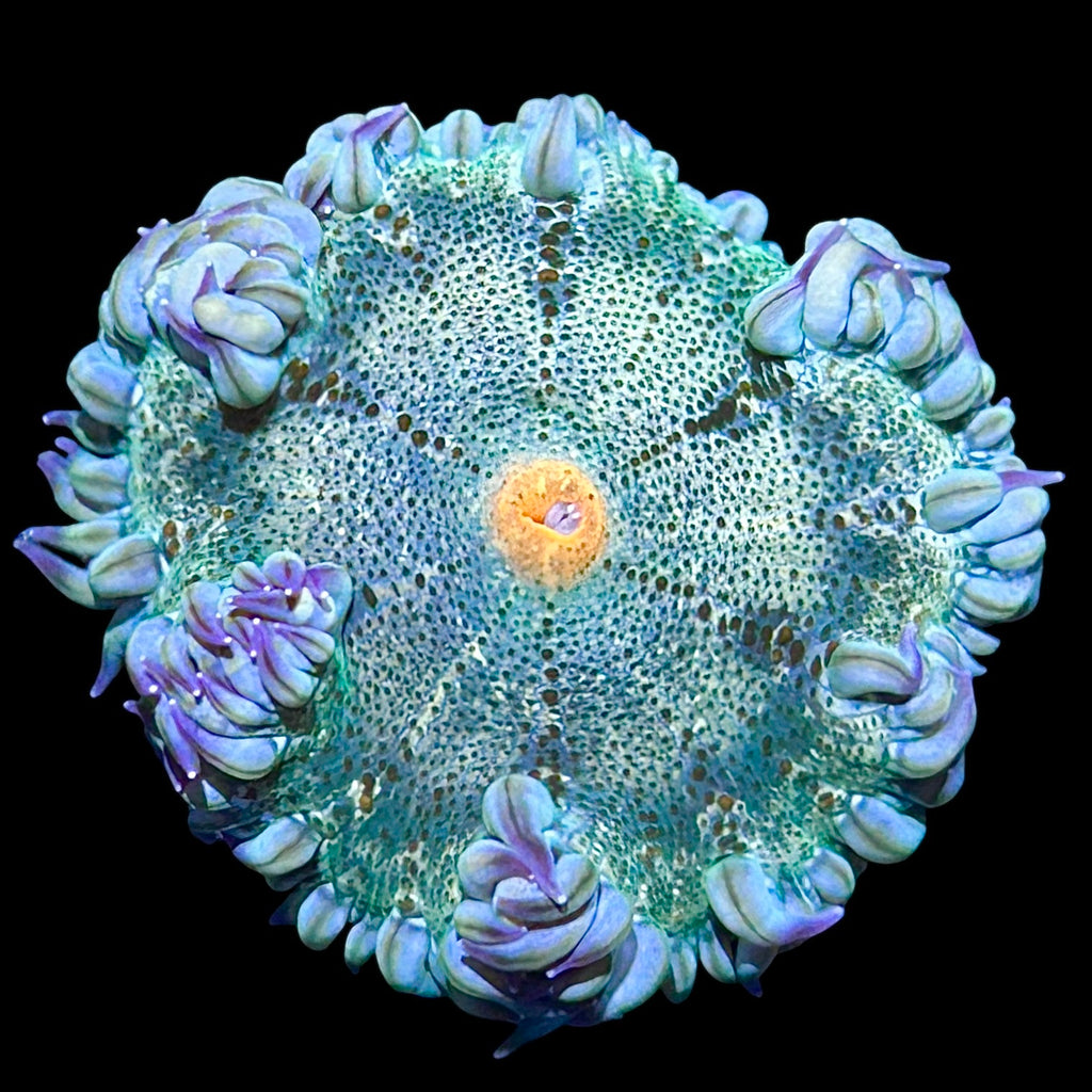 Anemones – Alyssa's Seahorse Savvy