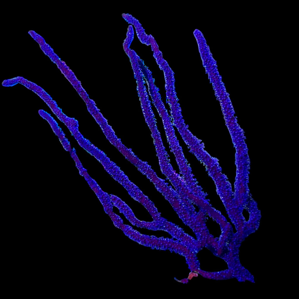 Indonesian Indigo Polyp Gorgonian