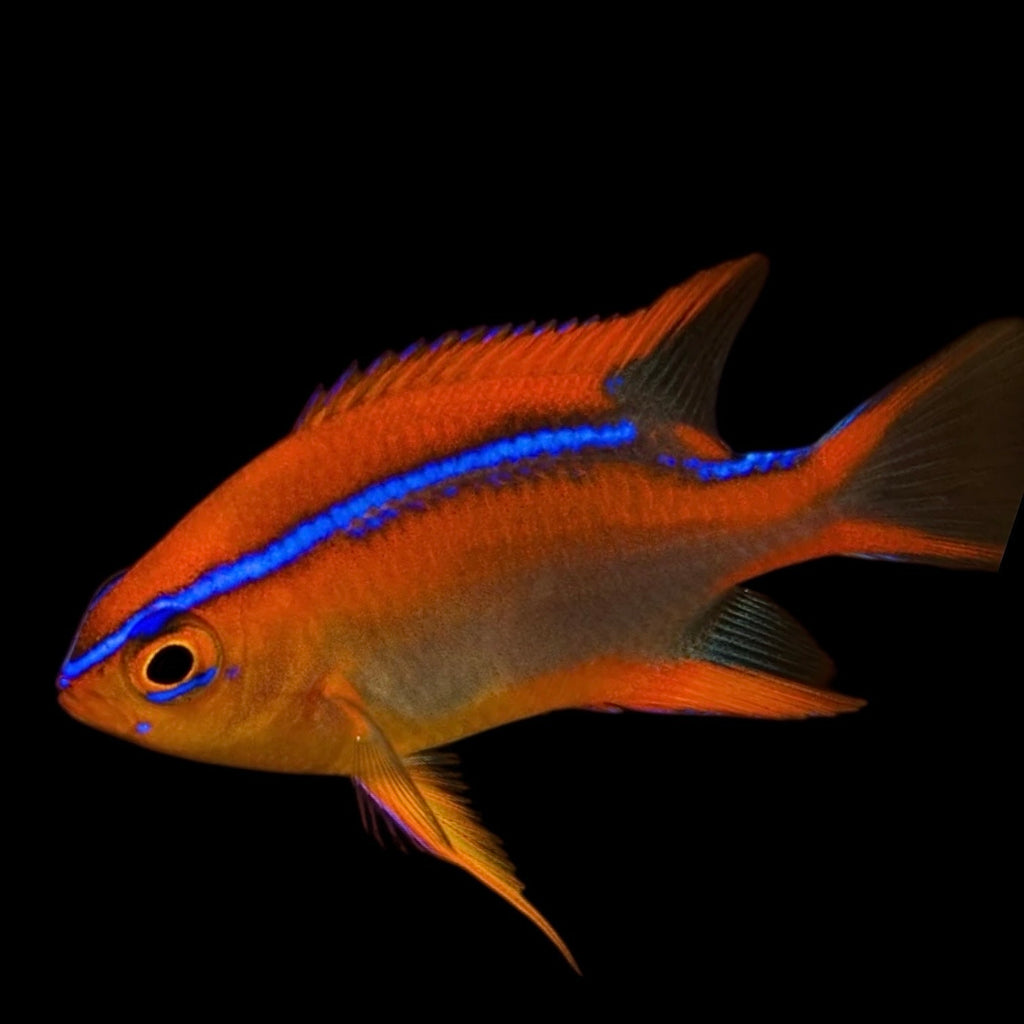 Aquarium Conditioned-Red Honey Damselfish