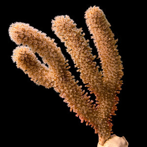 Giant Slit Pore Gorgonian-Photosynthetic