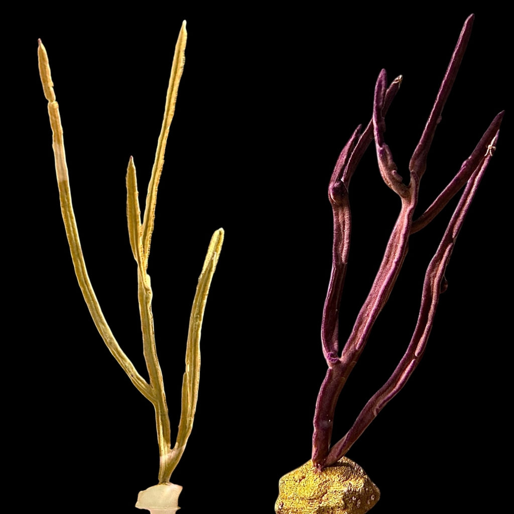 Halloween Special-2 Pack-Ribbon Gorgonians-Photosynthetic