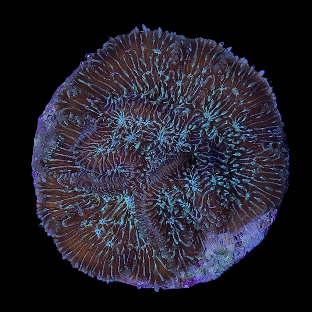 WYSIWYG Fuzzy Pavona Coral-Aquacultured