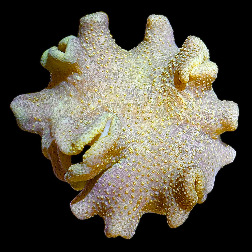 WYSIWYG Yellow Fiji Toadstool Leather Coral-Coral Colony
