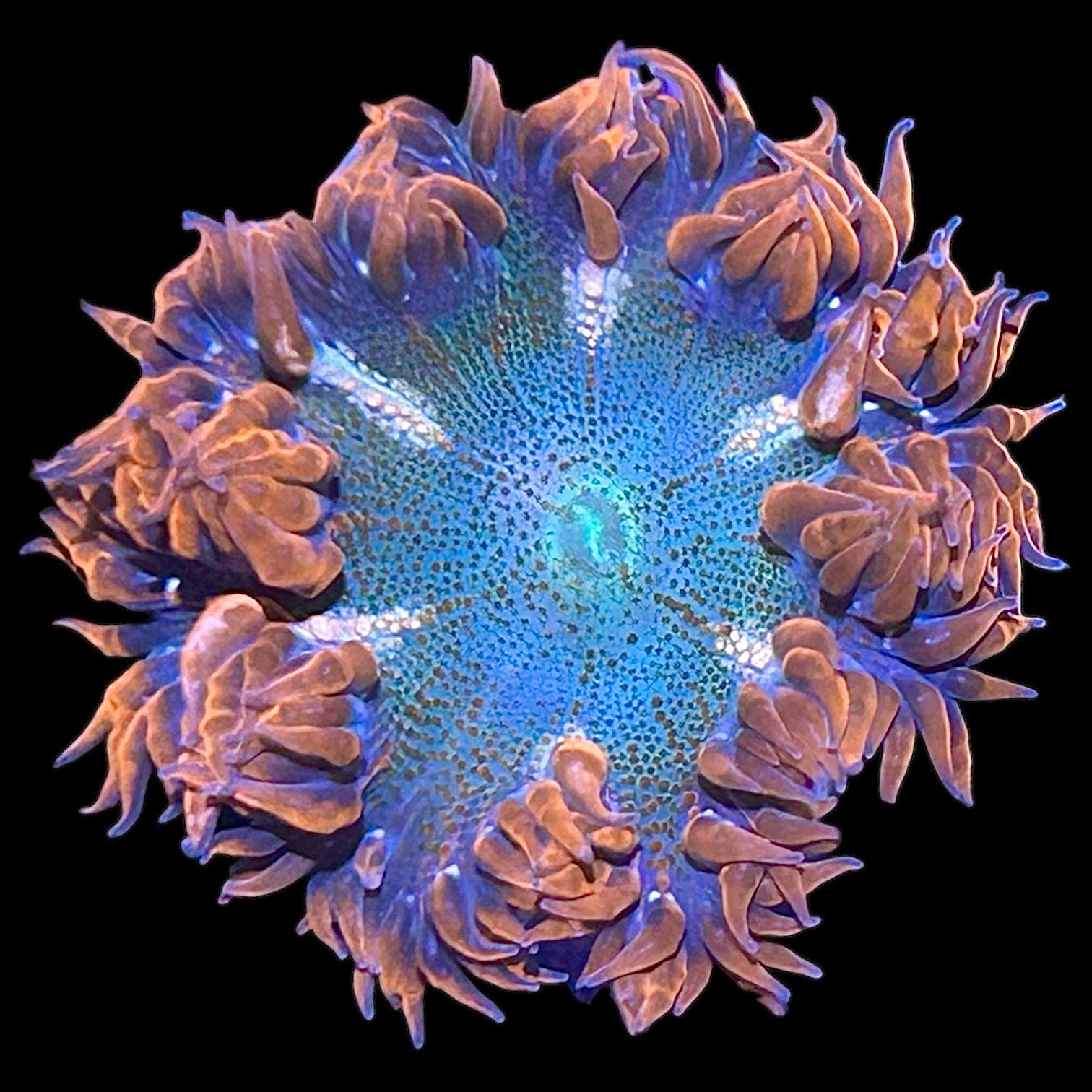 Anemones – Alyssa's Seahorse Savvy