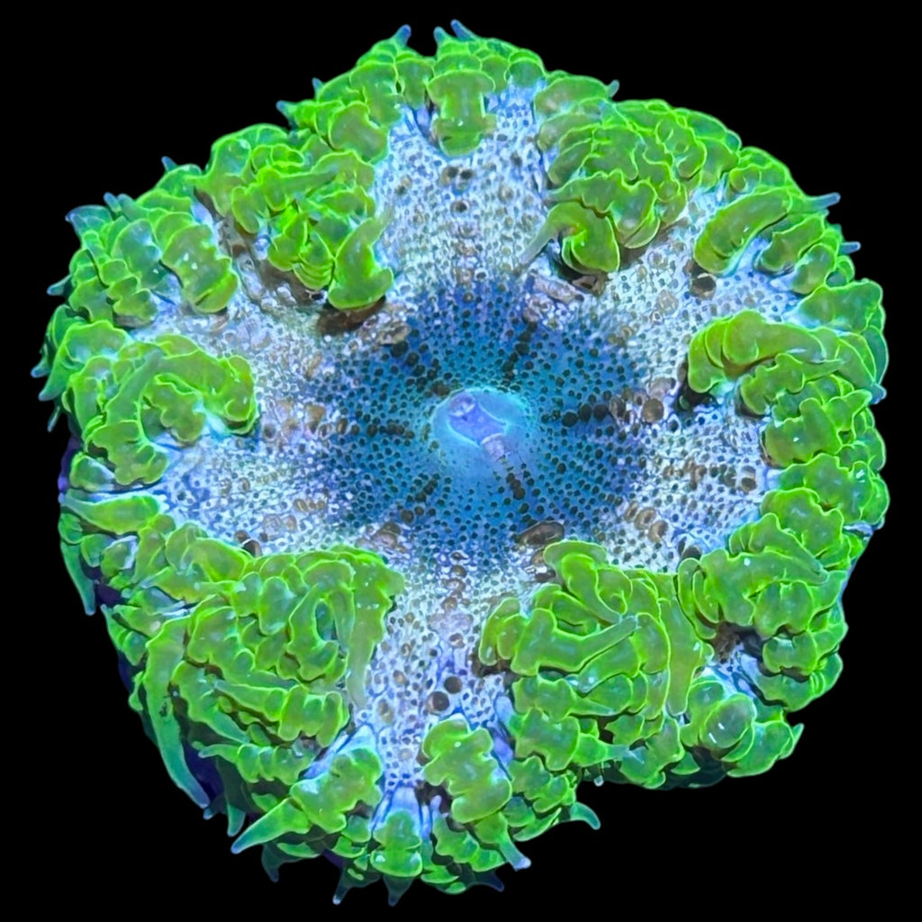 Anemones – Alyssa's Seahorse Savvy