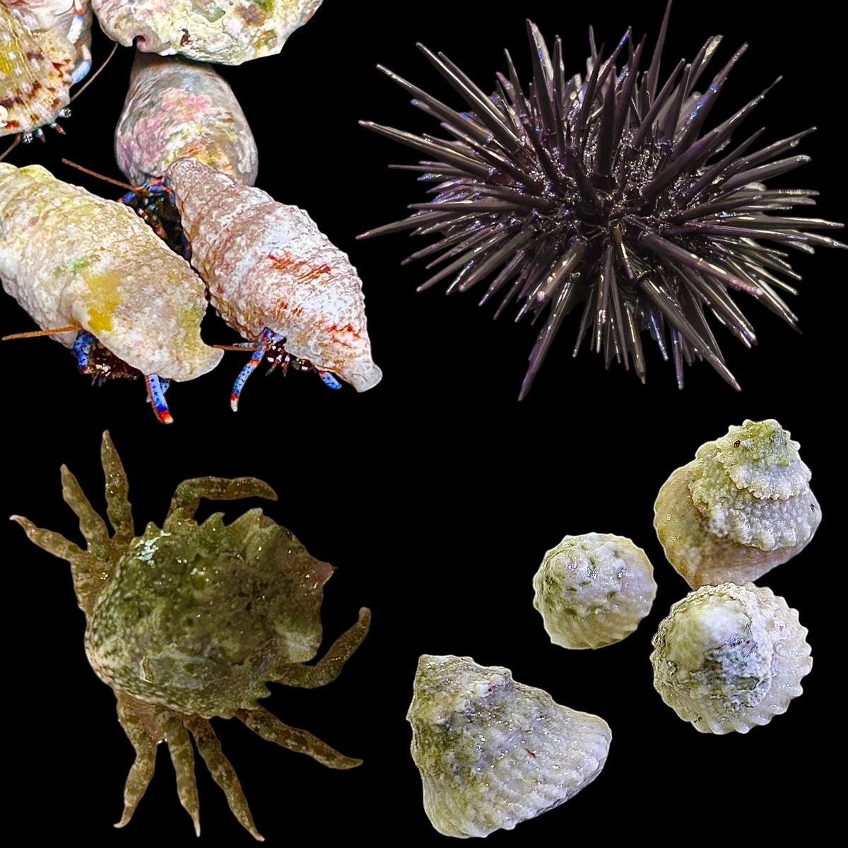 Special-Mini Algae Eating Clean-up Crew Invert Package Deal – Alyssa's ...