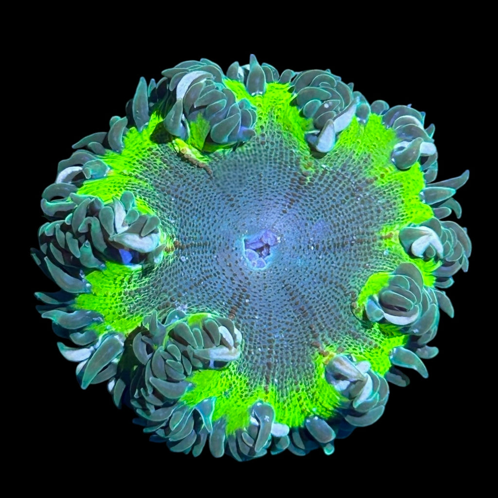 WYSIWYG Ultra Neon Rim Rock Flower Anemone