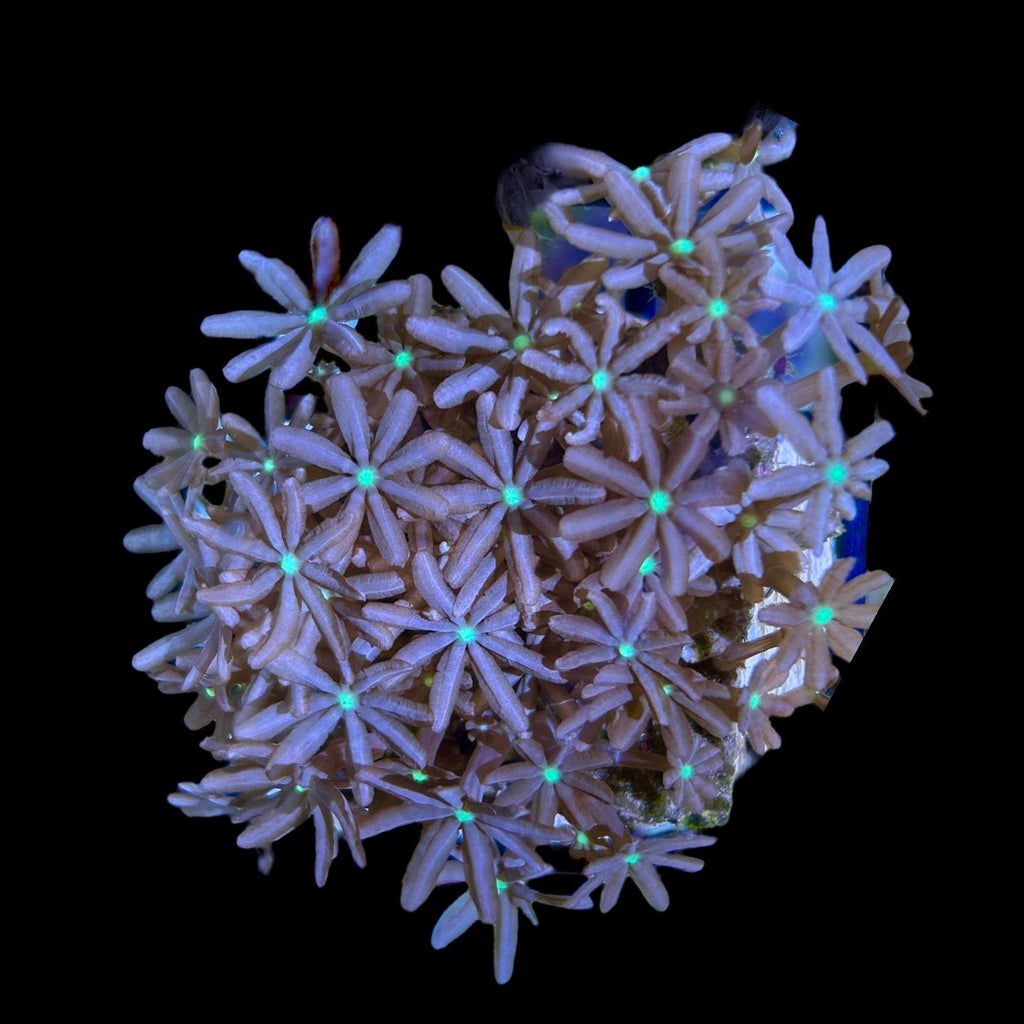 Special-Daisy Polyps-Aquacultured Frag