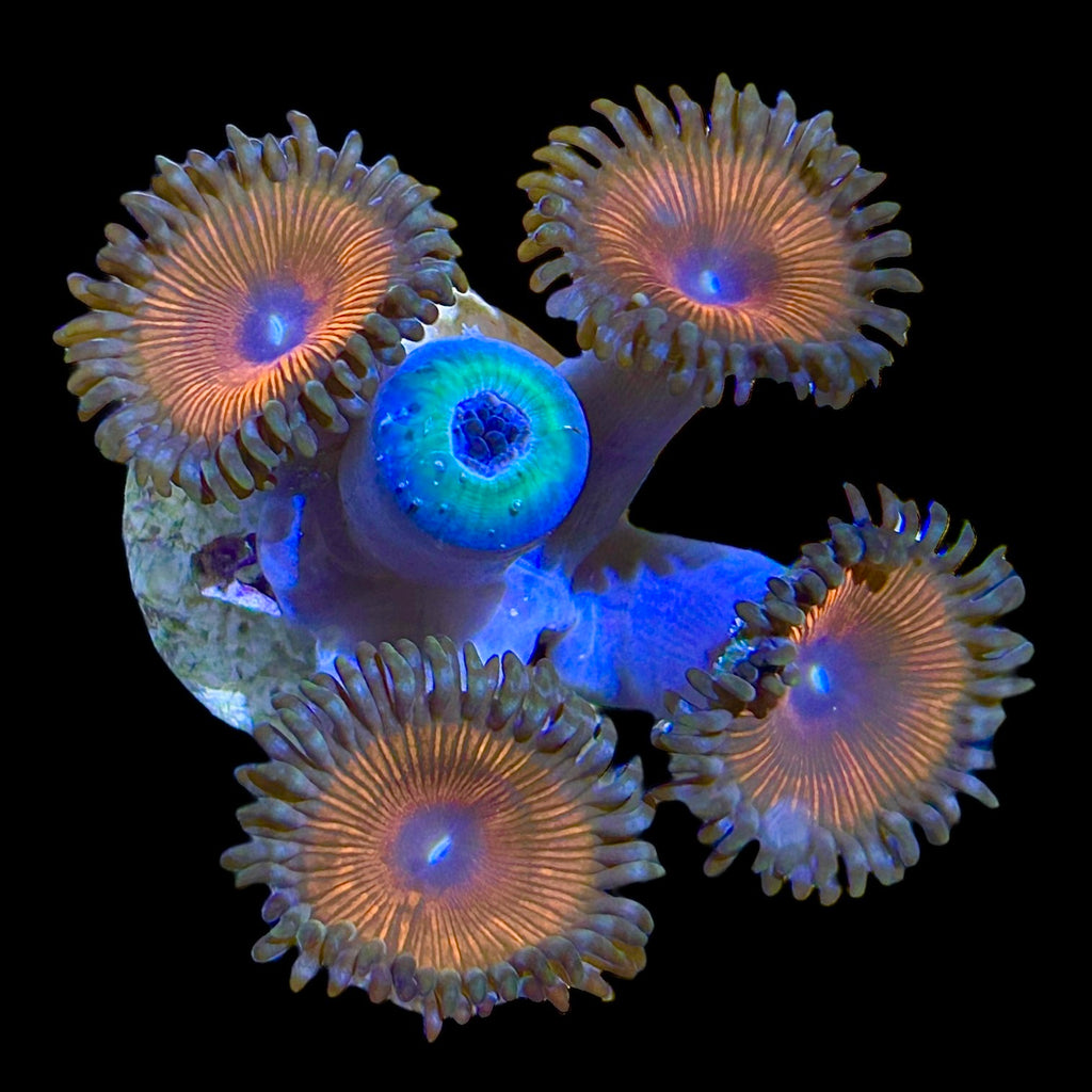 WYSIWYG Zoanthid Frag