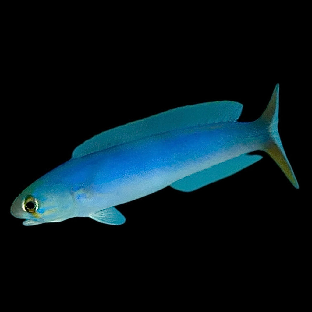 Aquarium Conditioned-Flashing Tilefish