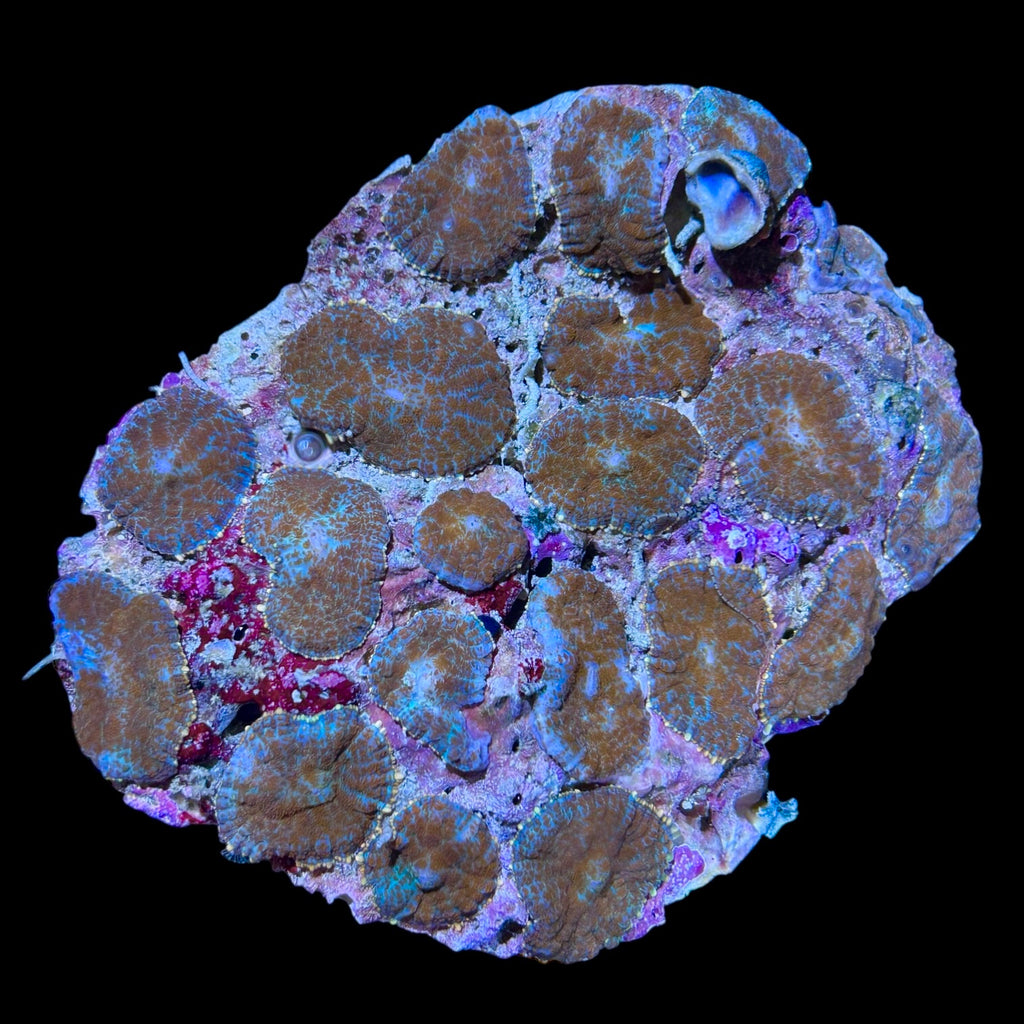 WYSIWYG Rainbow Rhodactis Mushroom-Coral Colony