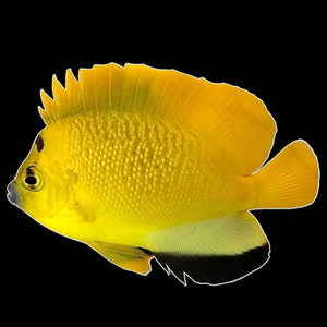 Aquarium Conditioned-Flagfin Angelfish