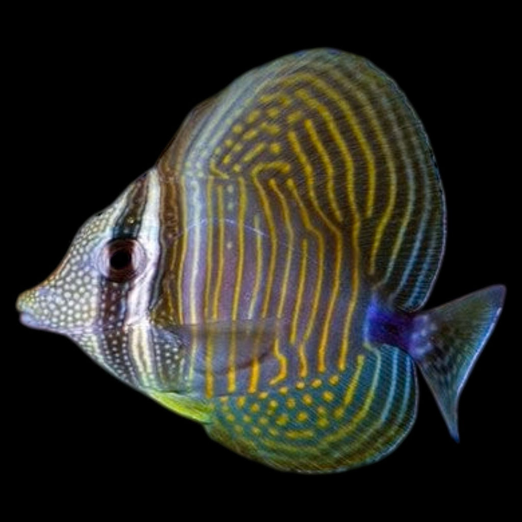 Aquarium Conditioned-Desjardini Sailfin Tang