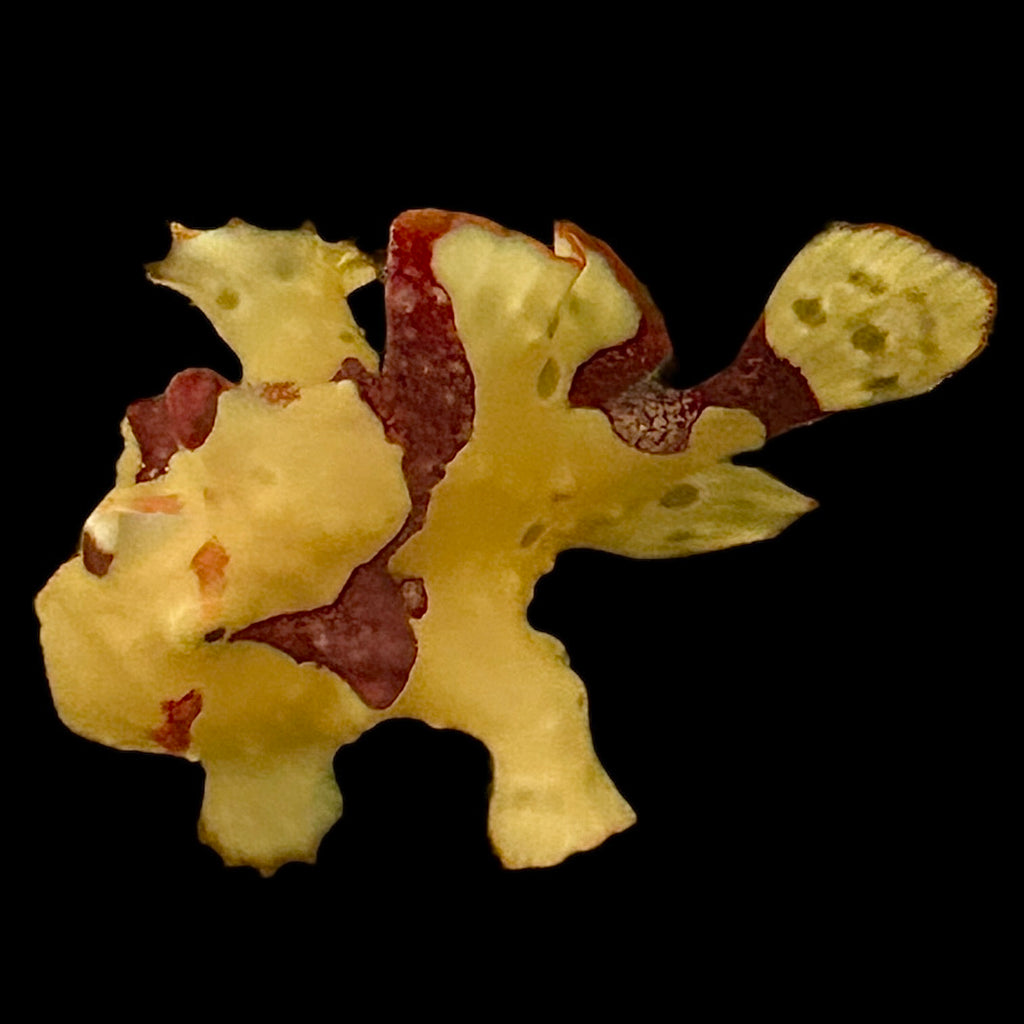 WYSIWYG Wartskin Frogfish