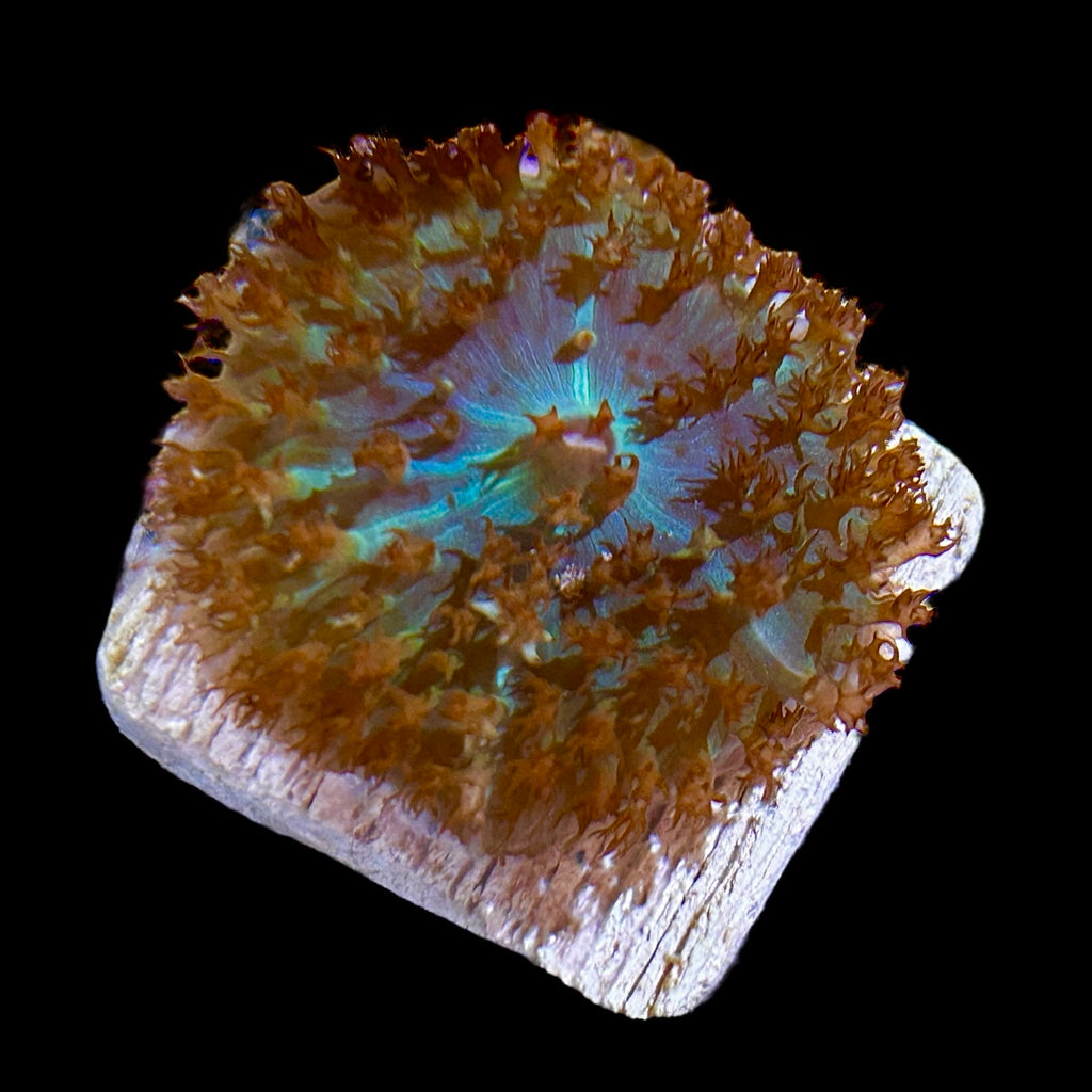 WYSIWYG Red St. Thomas Mushroom Coral