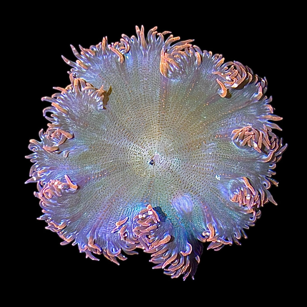 WYSIWYG Red and Green Rock Flower Anemone